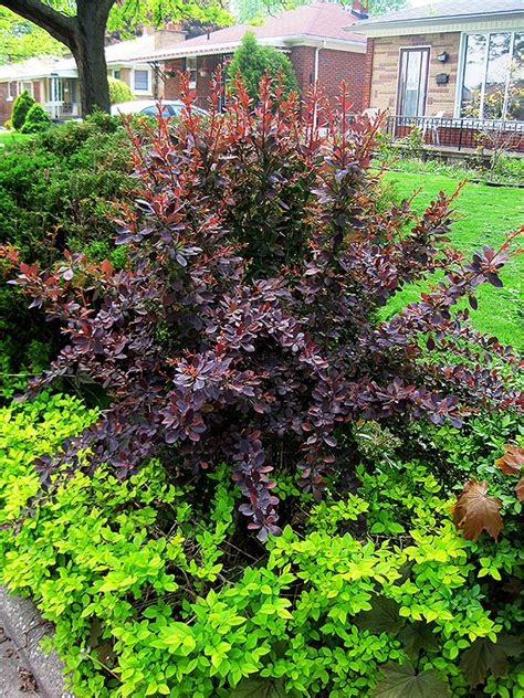 red leaf japanese barberry bush.